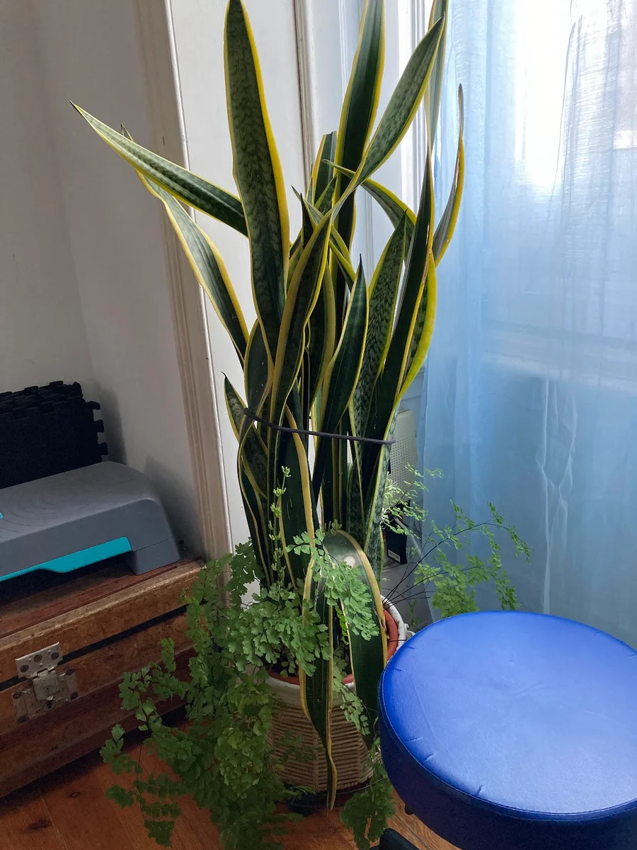 Odete Cruz Osteopata — Osteópatas em Lisboa — 3